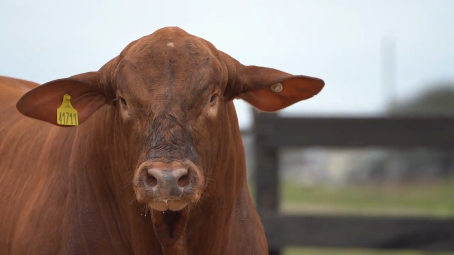 Lote Toros Brangus