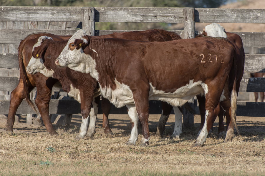 Lote Vaquillonas inseminadas Cabaña Las Meninas (25)