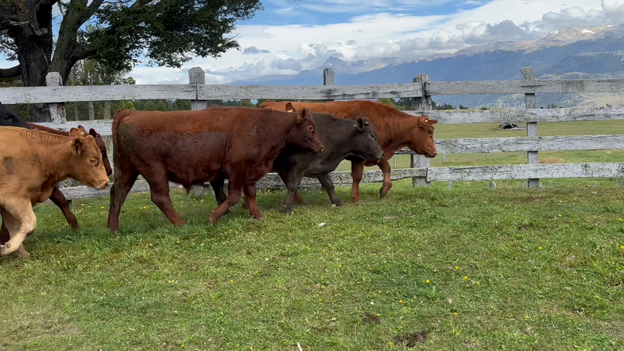 Lote 22 Novillo Engorda en Río Ibáñez, XI Región Aysén