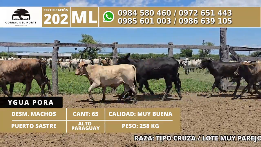 Lote 65 Desmamantes machos a remate en 1ra Feria Especial Monte del Chaco 258kg -  en Carmelo Peralta los de Norica  Puerto Sastre los de Ygua Pora