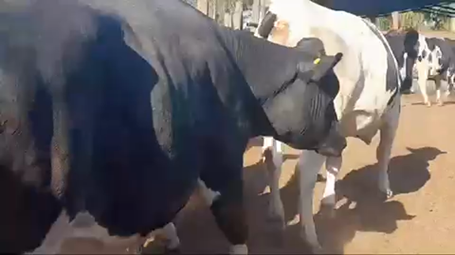 Lote 50 Vaquilla Gorda en Yerbas Buenas, VII  Región Maule