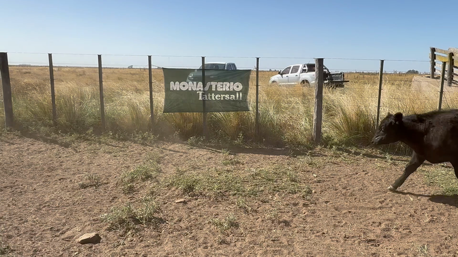 Lote 40 Terneros en Buenos Aires, Tres Arroyos