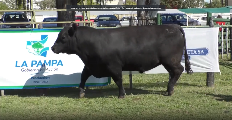 Lote Toro Aberdeen Angus Negro PC - RP 2066 - Cabaña El Trece de Palos