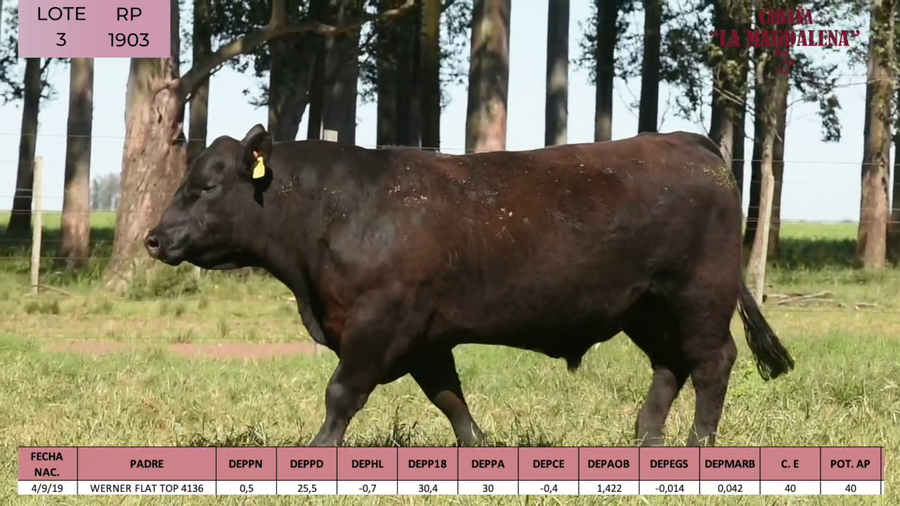 Lote ABERDEEN ANGUS PEDIGREE