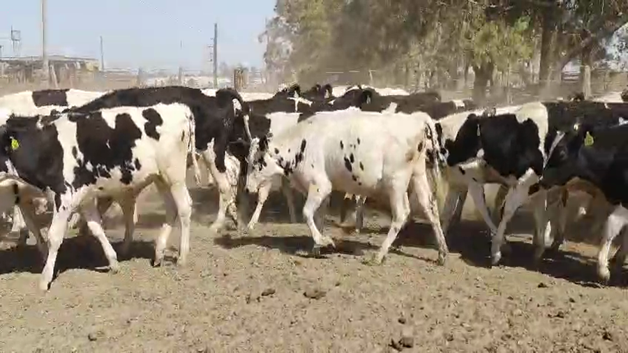Lote 34 Novillitos Holando Argentino en Brinkmann, Córdoba