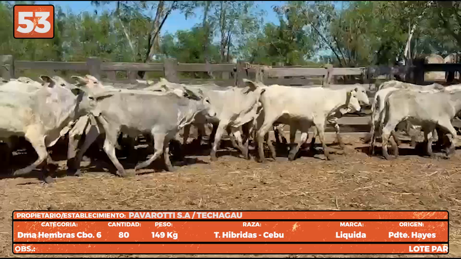 Lote LOTE 53
