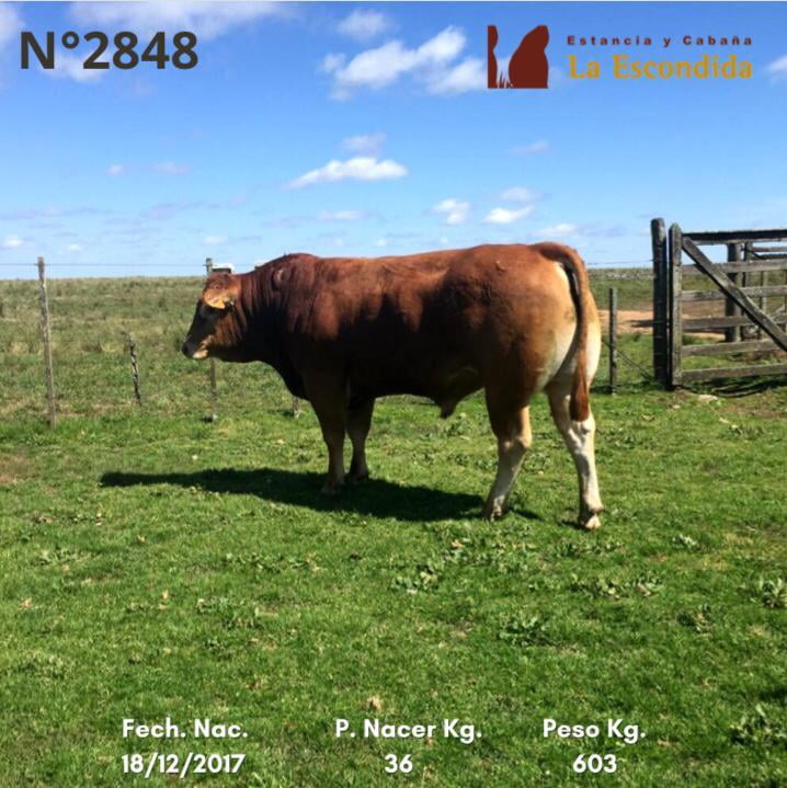 Lote Venta particular de Toros Limousin