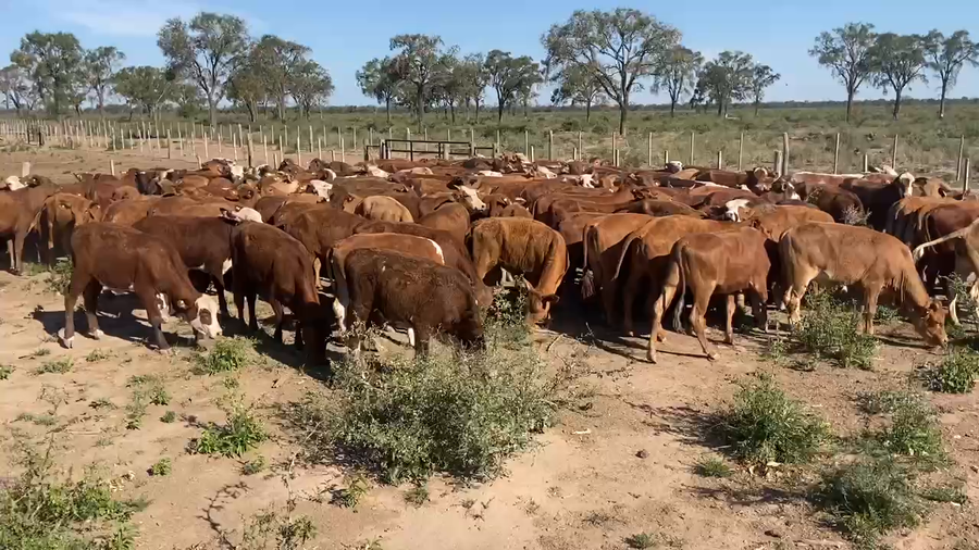 Lote 153 Terneras en Bandera Bajada, Santiago del Estero