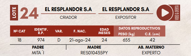 Lote LOTE 24 - TOROS DE CAMPO