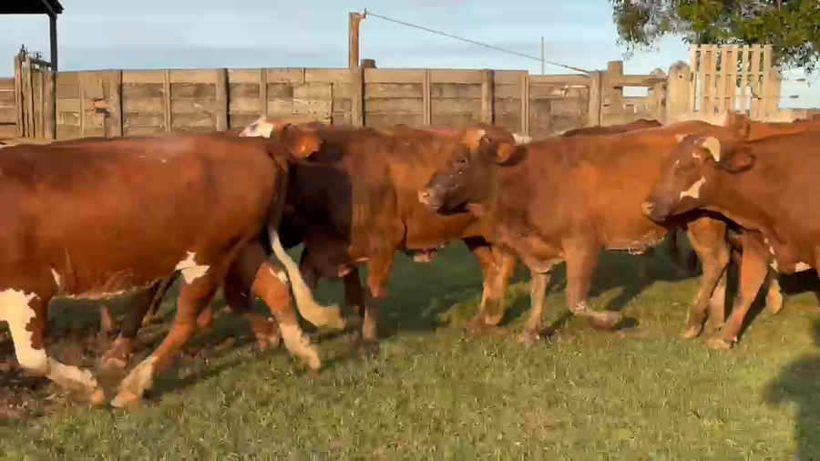 Lote 100 Vacas de invernar en Corrientes, Paso de Los Libres