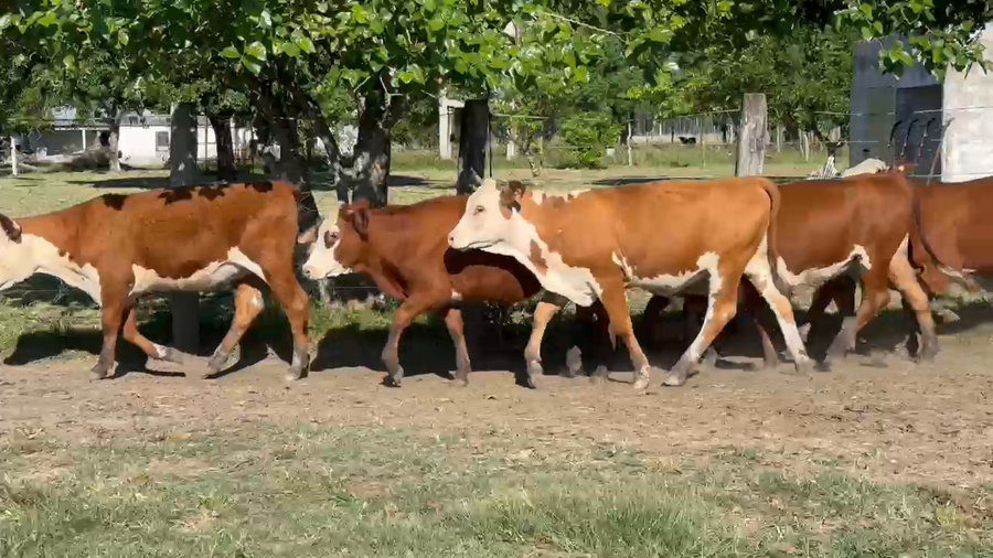 Lote 75 Terneras en Corrientes, Mariano I. Loza