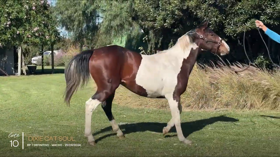 Lote DIXIE CAT SOUL