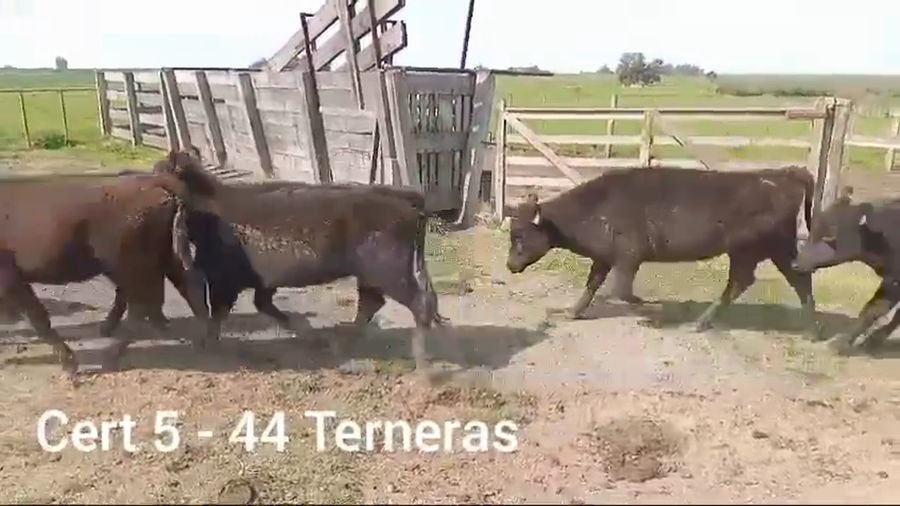 Lote TERNERAS