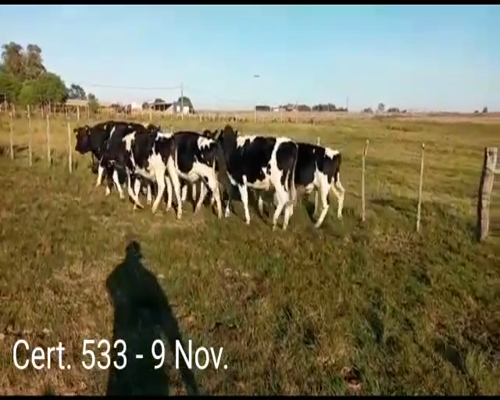 Lote (Vendido)9 Novillos a remate en Remate virtual de Coco Morales & Asoc. 304kg -  en A 10 KM DE SAN JACINTO