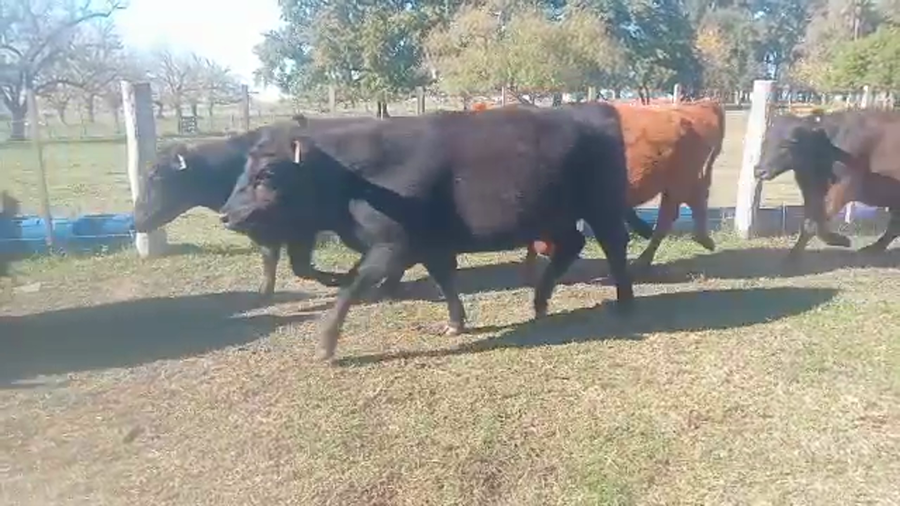 Lote 50 Vaquillonas C/ gtia de preñez en Tapalqué, Buenos Aires