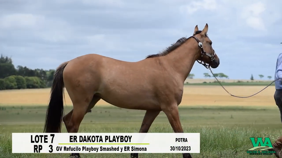 Lote ER DAKOTA PLAYBOY