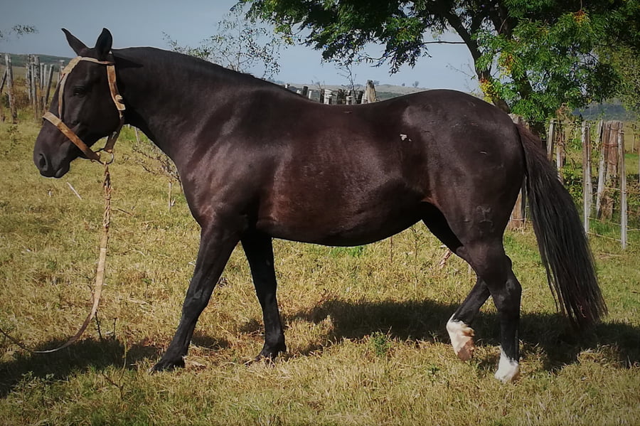 Lote 135 - Bolita de Los Robles