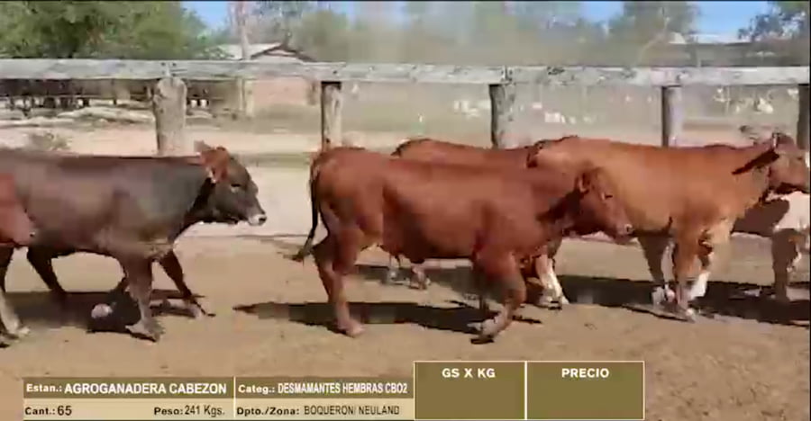 Lote LOTE 37 - 65 DESMAMANTES HEMBRAS CBO 2
