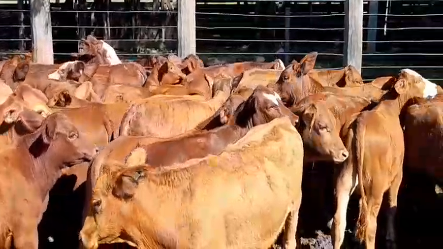 Lote 75 Terneros/as en Chaco, Machagai