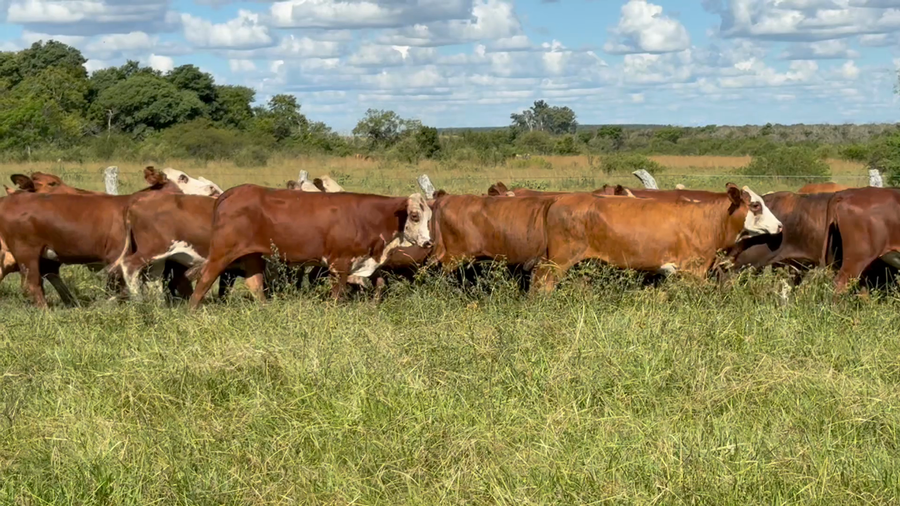 Lote 90 Vaquillonas P/ Servicio  en Corrientes, Mercedes