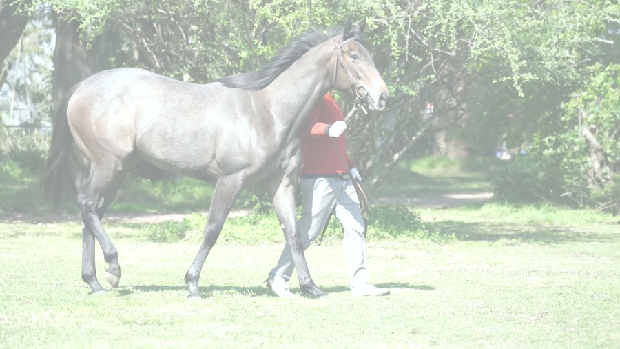 Lote CELERITAS IMPERIUM (A DIFFERENT STYLE -  CATALINA BAHIA)