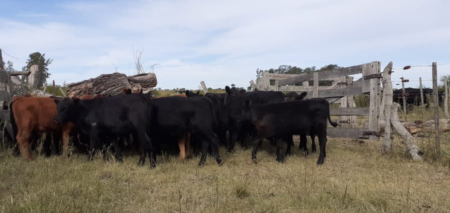 Lote SAENZ VALIENTE, BULLRICH Y Cia. S.A.