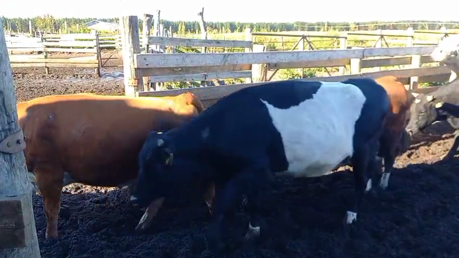 Lote 20 Novillo Gordo en Cabrero, VIII Región Biobío