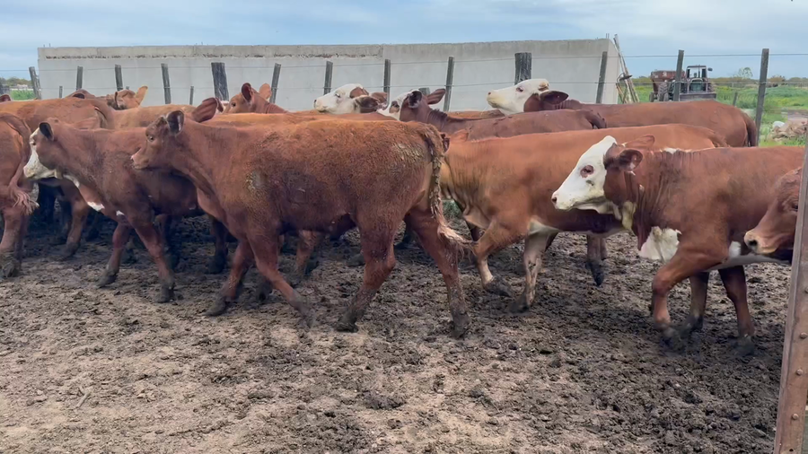 Lote 60 Terneras en Entre Ríos, Villa Paranacito