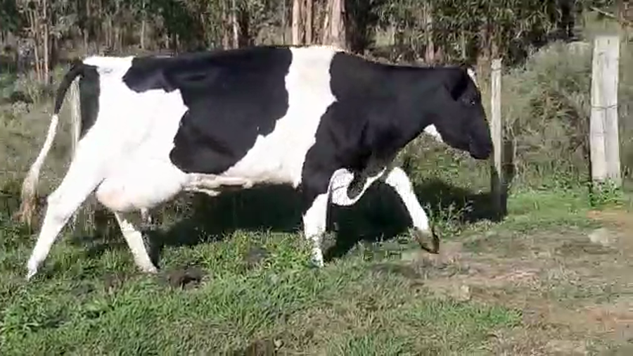 Lote (Vendido)Vacas de Invernada HOLANDO a remate en Pantalla Camy Mayo - Desde La Cuenca, San José