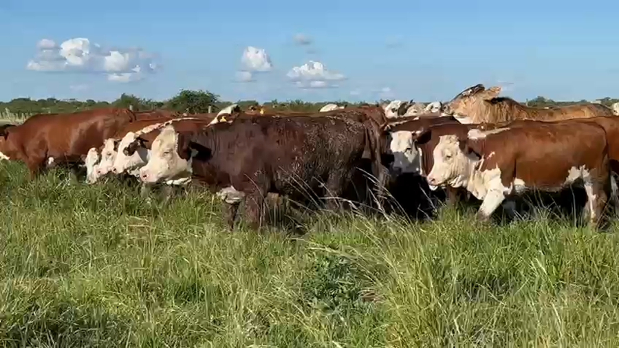 Lote 130 Vaquillonas