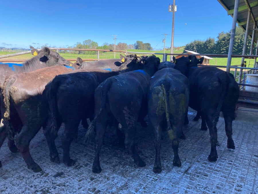 Lote 15 Vaca Gorda en Puerto Varas, X Región Los Lagos