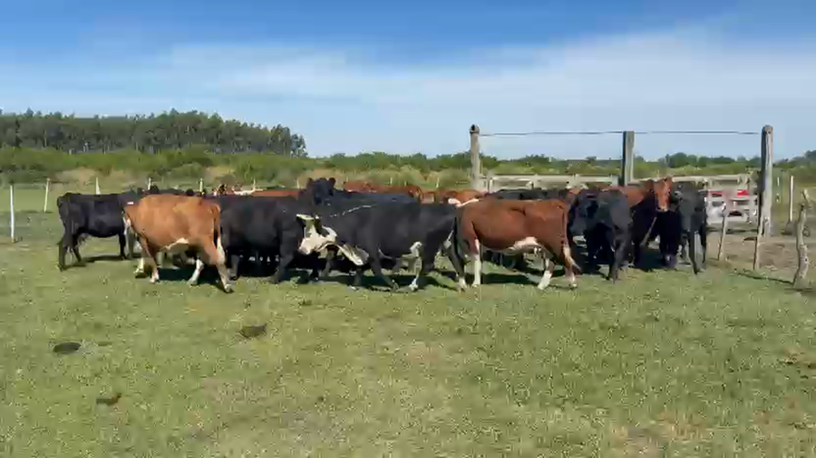 Lote 32 Vacas de invernar