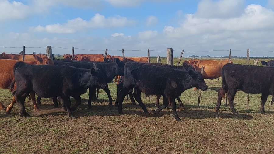 Lote 107 Terneros/as en Chivilcoy, Buenos Aires
