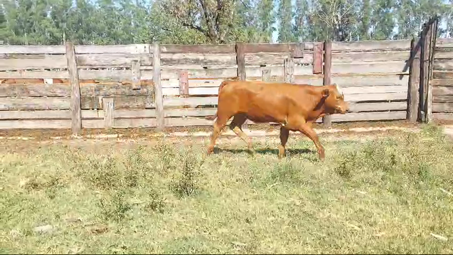 Lote 55 Terneros