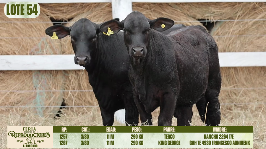 Lote LOTE 54