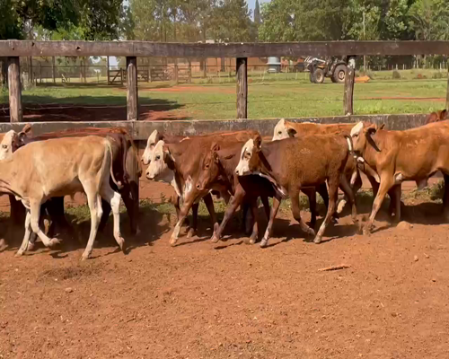 Lote 140 Terneros/as en Ituzaingó, Corrientes
