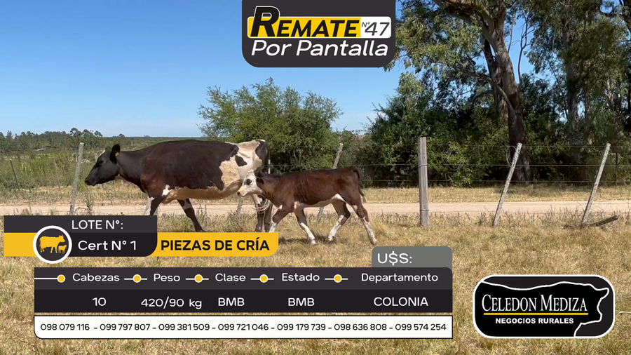 Lote 10 Piezas de cría en Otra Localidad, Colonia