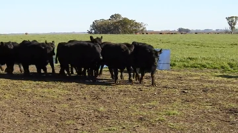 Lote 15 VAQUILLONAS ANGUS MAS