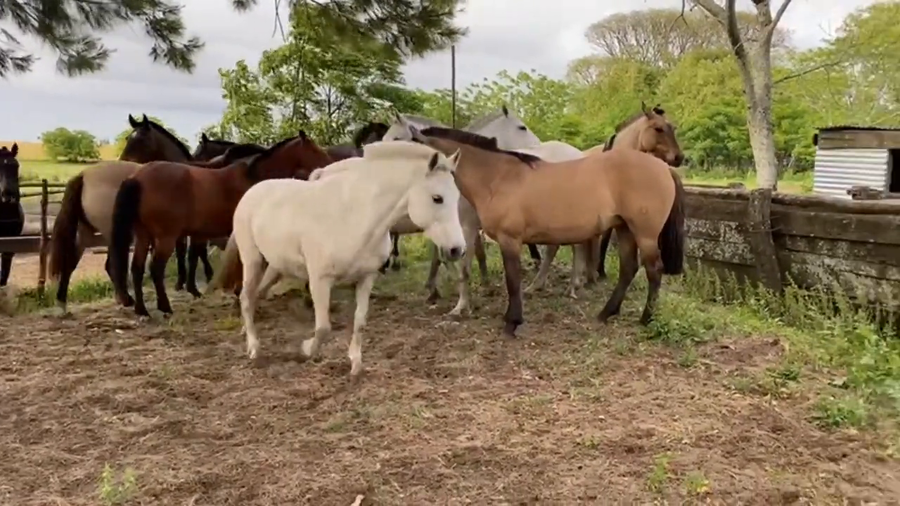 Lote Yeguarizos yeguas