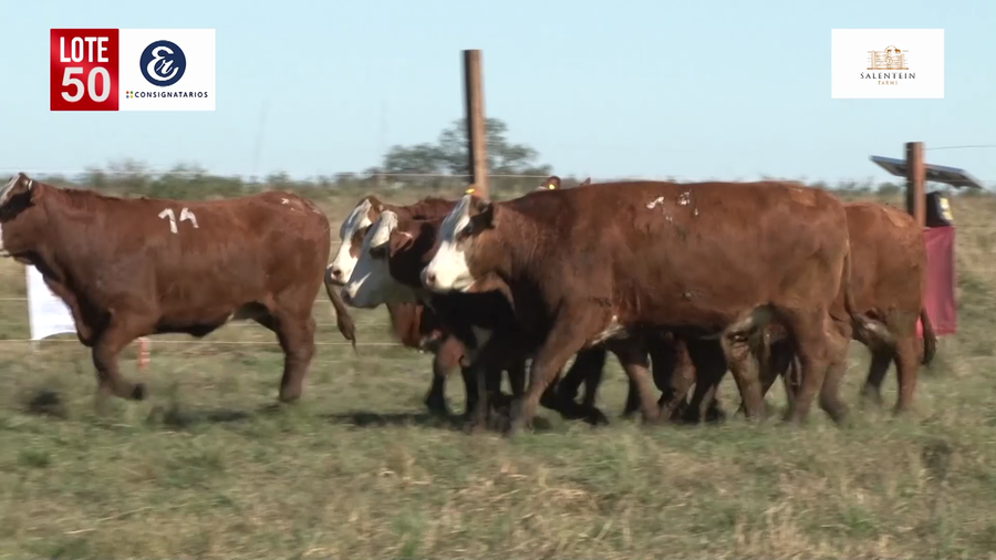 Lote Vaquillas Braford Planteleras Señal ´19-Preñadas IATF (17-12-2021) y Servicio Colectivo (27/12/21 al 05/02/22)