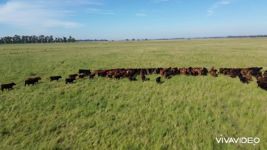 Lote 145 Novillitos