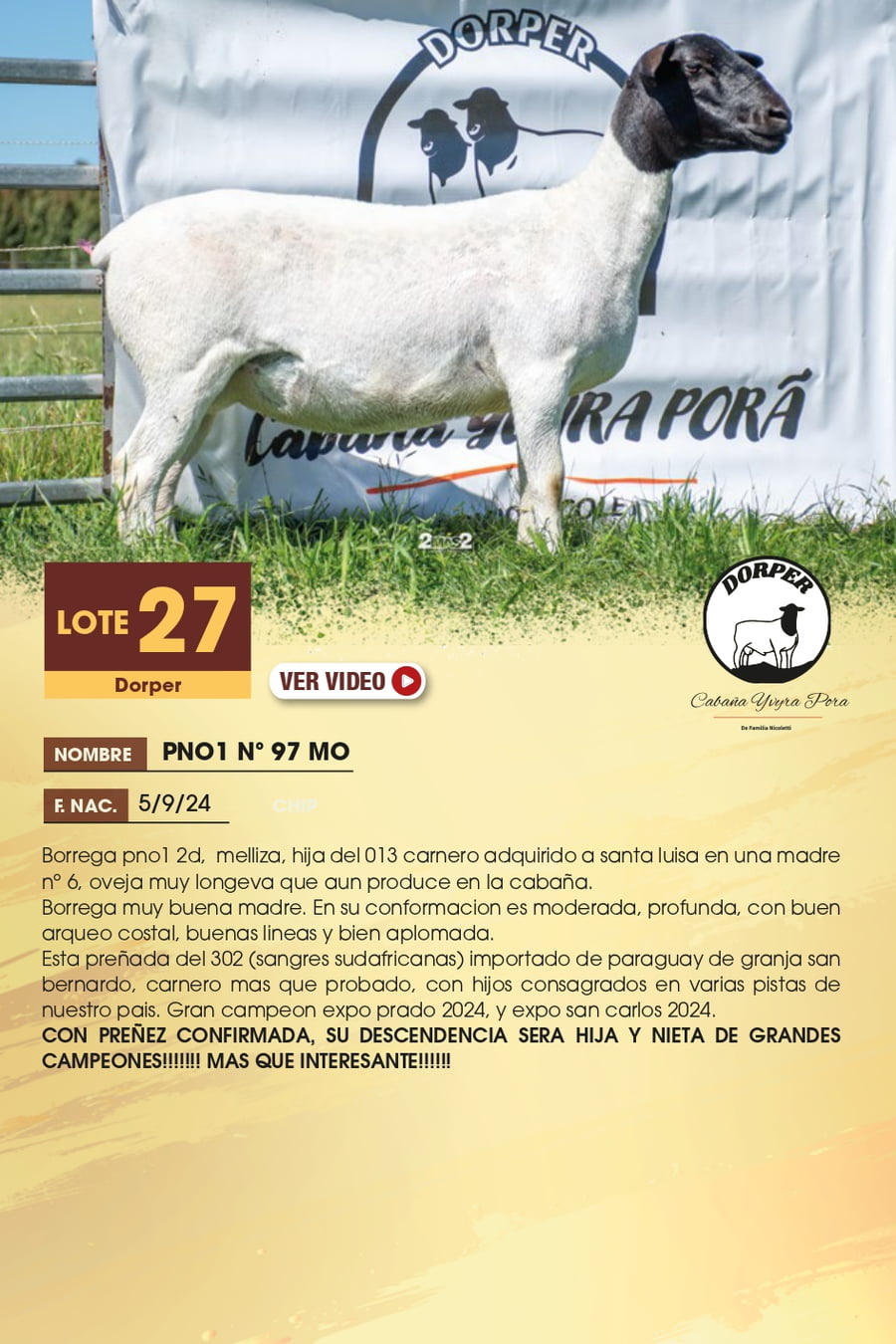 Lote 27 - Dorper