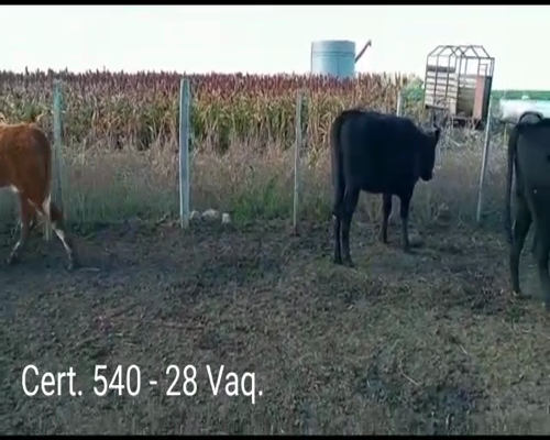 Lote (Vendido)27 Vaquillonas 1 a 2 años  8 AA/ HE - 5AA/ HO  - 8RA - 7 AA a remate en Remate virtual de Coco Morales & Asoc. 290kg -  en RUTA 57 KM 8 A 7 KM DE CARDONA