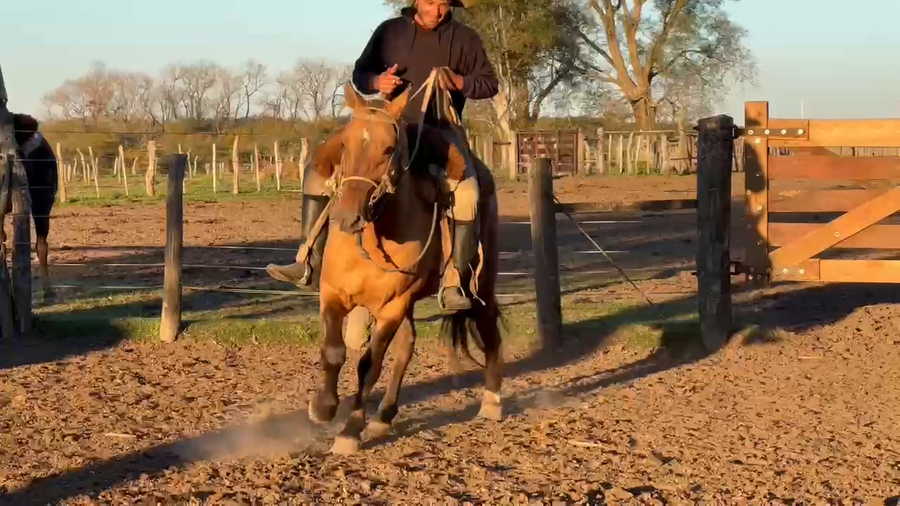 Lote 1 Macho en Curuzú-Cuatiá, Corrientes