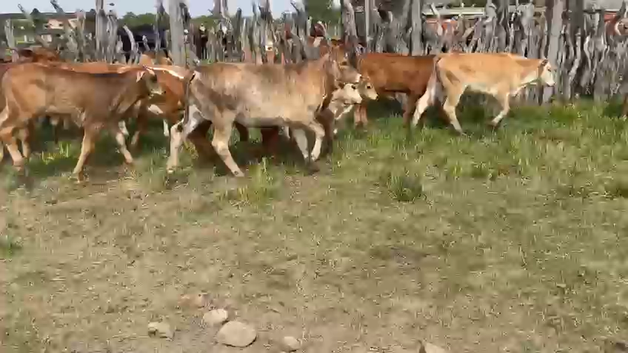 Lote 100 Terneros/as