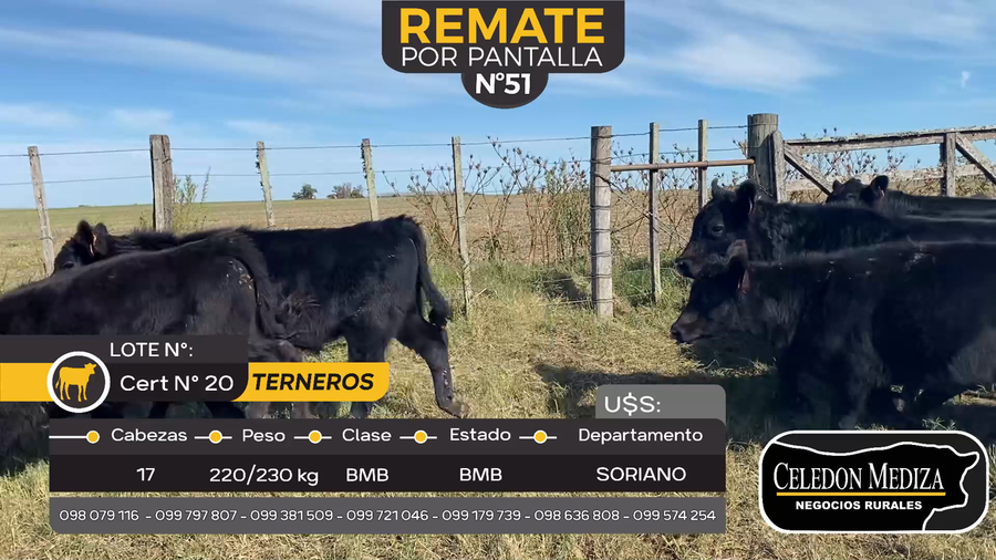 Lote 17 Terneros en Agraciada, Soriano