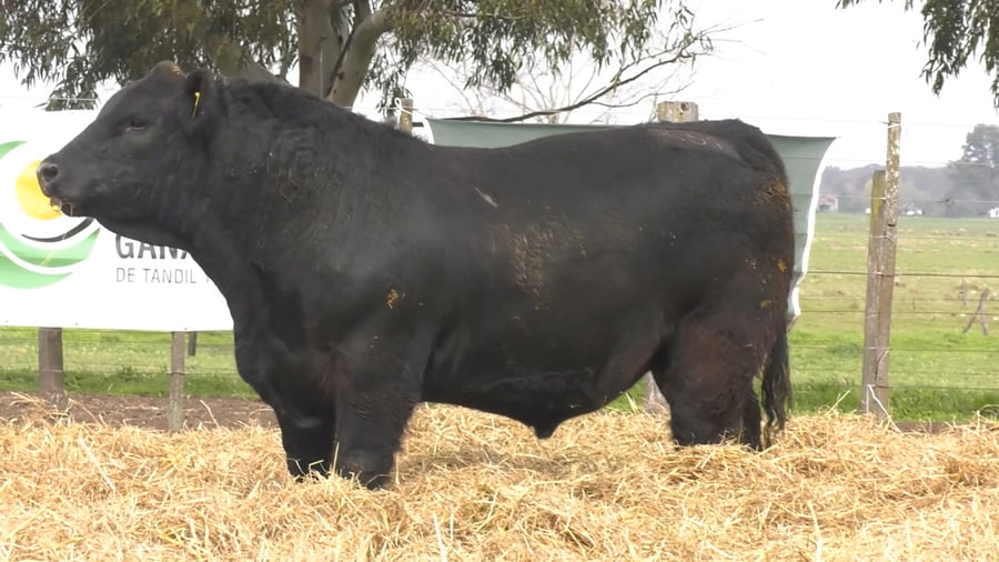 Lote TOROS PUROS POR CRUZA