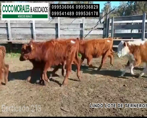Lote 27 Terneros en Miguelete, Colonia