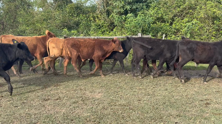 Lote 100 Terneros en Corrientes, San Luis del Palmar