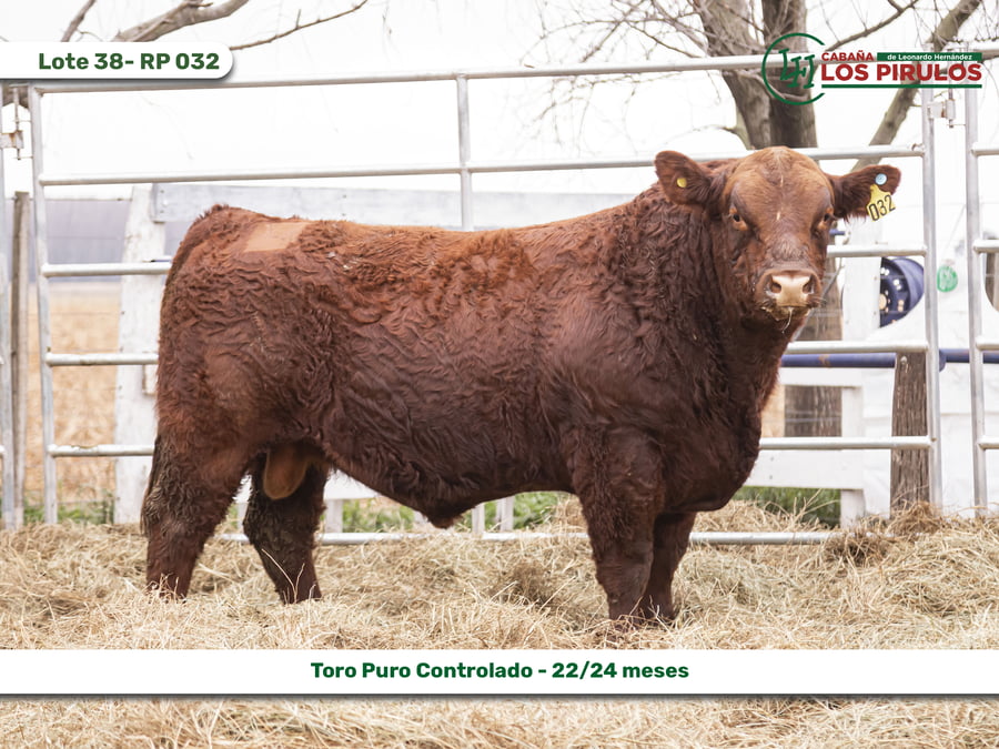 Lote TOROS PUROS CONTROLADOS - 22/24 meses